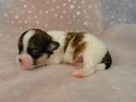 Female Shih tzu Bichon puppy for sale 2012 Iowa Breeder with teddy bear puppies ready July 2012